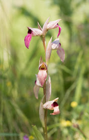 Greater Tongue Orchid - Tiptree, Essex