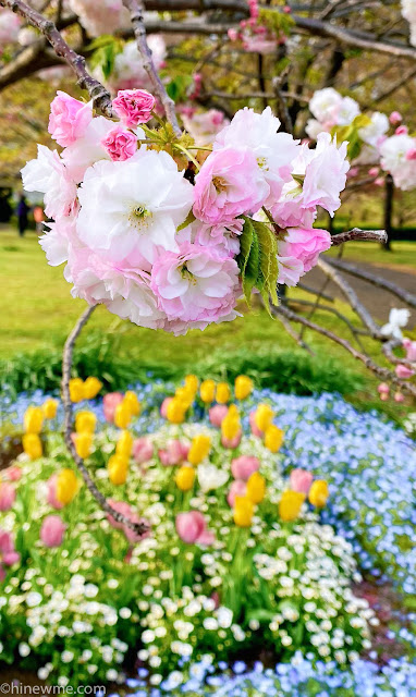 16Flowers photography skill tips，33 flower landscape