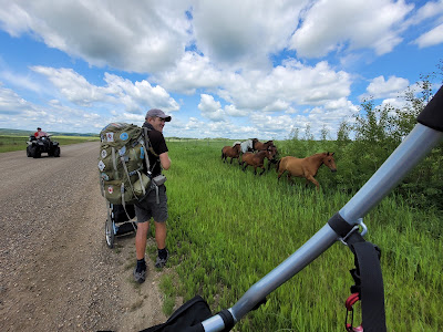 Wild horses Trans Canada Trail Alberta