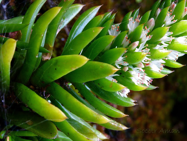 Orostachys japonica