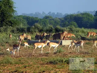 जिला फतेहाबाद के गांव नाडोल, धौलू से लेकर जिला हिसार के गांव चौधरीवाली, आदमपुर तक सभी गांवों में हिरणों व नील गायों के झुण्ड देखे जा सकते हैं।