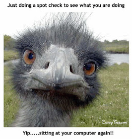 Download this Funny Birds Pictures... picture