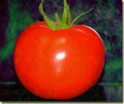 tomate