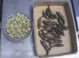 乾燥ソラマメ　そら豆の種