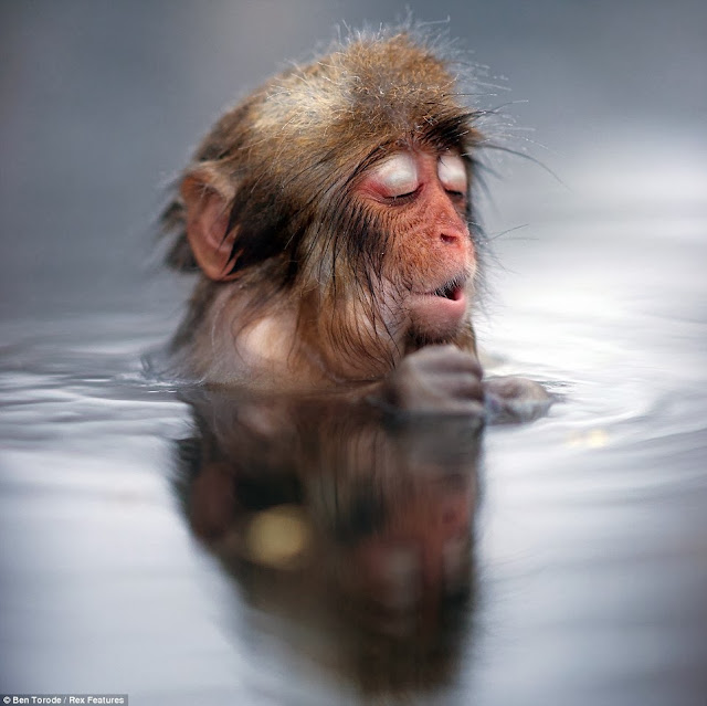 Japanese Monkeys in Hot Springs