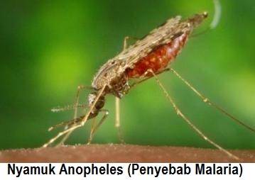 Gejala Malaria  Penyebab Pencegahan dan Pengobatan 