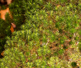 Polytrichastrum formosum, Bank Haircap.  Keston Common, 3 March 2016