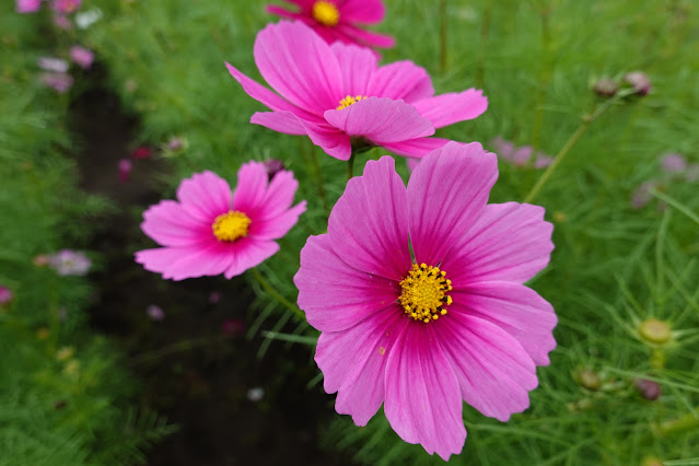 鳥取県西伯郡南部町鶴田　とっとり花回廊　秘密の花園