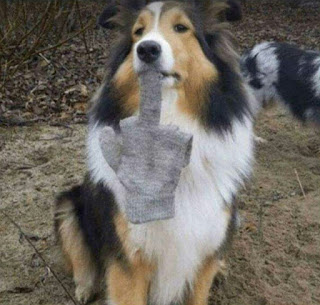 DOG WITH GLOVES SHOWING MIDDLE FINGER