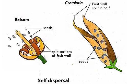 Features of Fruit/Seeds Dispersed by Explosive Mechanism