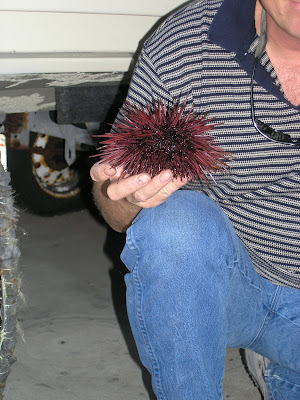 Sea Urchin in Jon's Hand