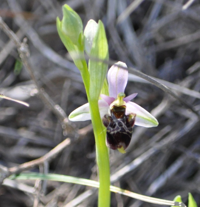 Ophrys bécasse