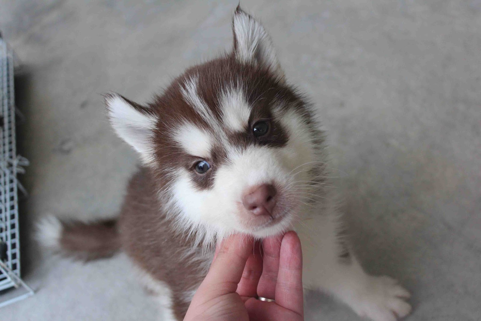 Dark Red Siberian Husky