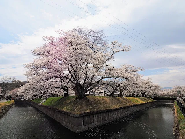 龍岡城五稜郭　桜