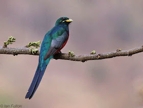 narina Trogon