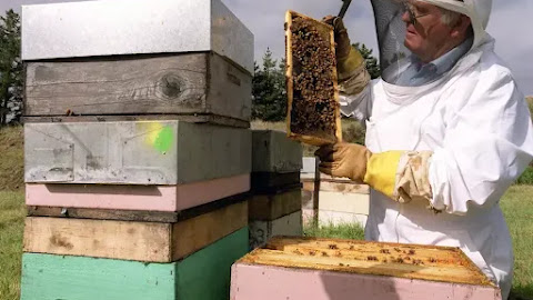 New Bee Discovered for the First Time in Texas