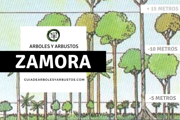 Arboles y arbustos de la provincia de Zamora, España, por estratos