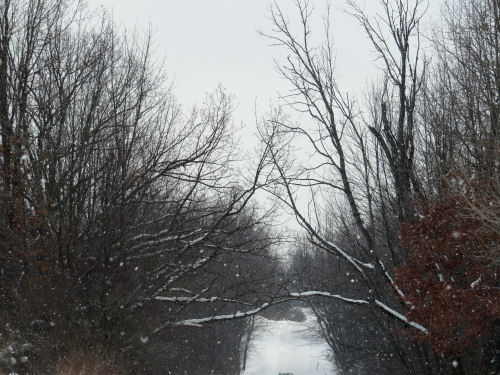 trees touching across road