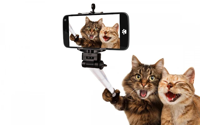 Gatos Tirando Selfie