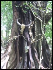 Indonesia, Rinca Island, 7 January 2013 (19)