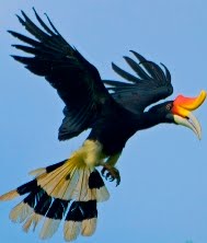 Kantor Berita Kalimantan  Photo Burung  Enggang Khas  Kalimantan 