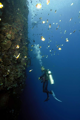  There are a multifariousness sorts of fish ornamental as well as coral reefs who charming inward this house BaliTourismMap: The Beauty of Bunakens Underwater