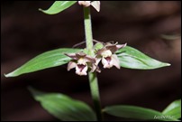 Epipactis helleborine