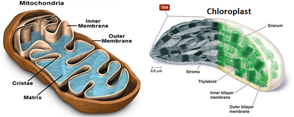 Semi autonomous organelles mitochondriona and chloroplast