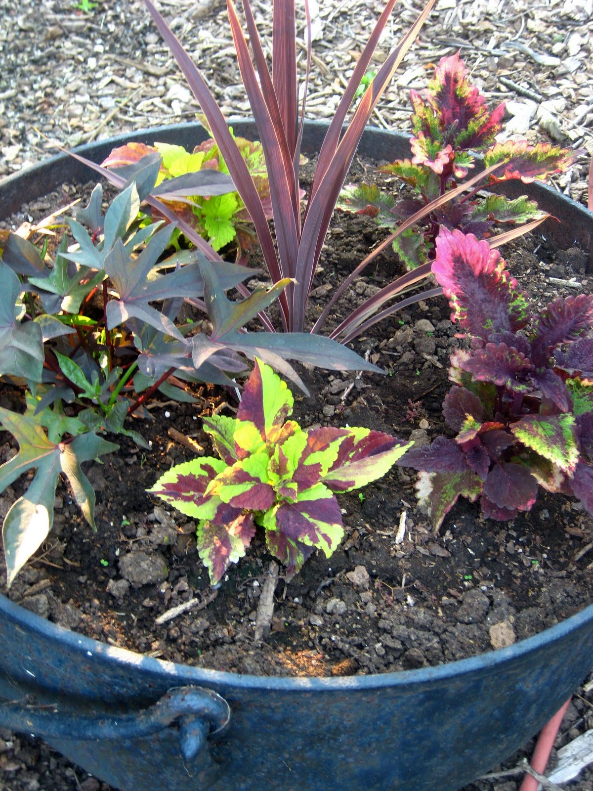 flower pot ideas shade