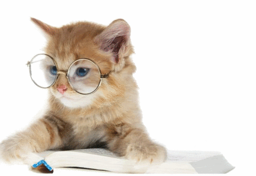 Gif de gato