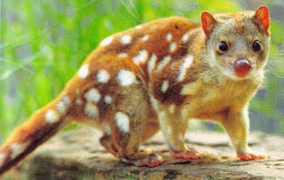 Bronze Quoll, Papua Endemic Species Indonesia