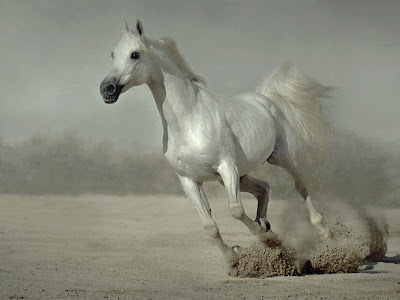White Running Horse Wallpaper for Desktop