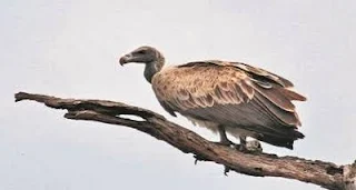 UP government to set up State's 1st Vulture Conservation