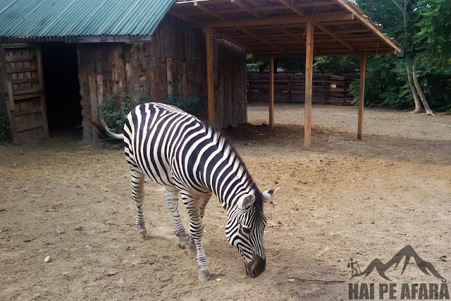 zebra in microrezervatia de langa Delfinariu Constanta