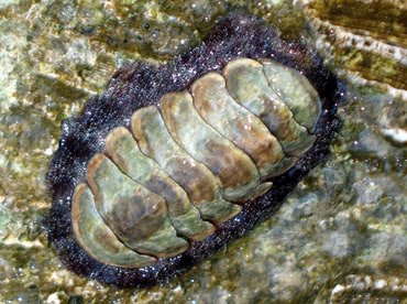 Gambar Pengertian Ciri Klasifikasi Filum Mollusca Gambar 