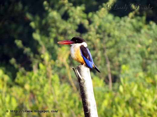 Black-capped kingfisher - Halcyon pileata