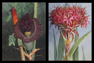 Amorphophallus Flower and Gymea Lily