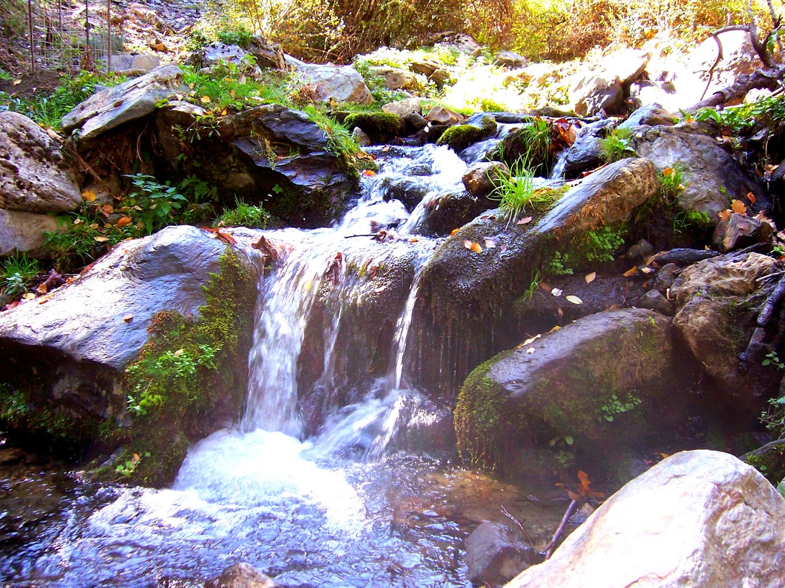 Camarate Lugros. Sierra Nevada