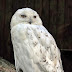 Amazing Snowy Owl