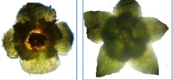 Morpho-physiological characteristics and yield of baichi (Flacourtia indica)
