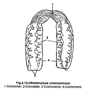 UltraStructura Cromozomului