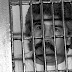 Víctimas de Caro Quintero en EUA piden justicia