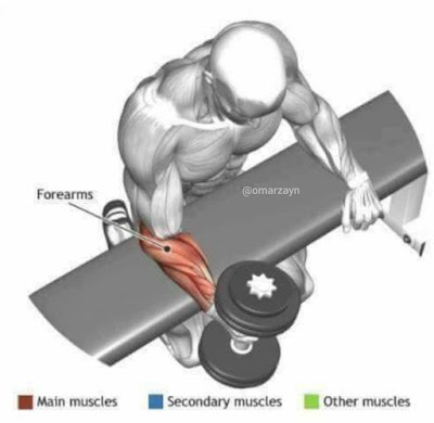 Forearm 6 Best Exercises for Mass 