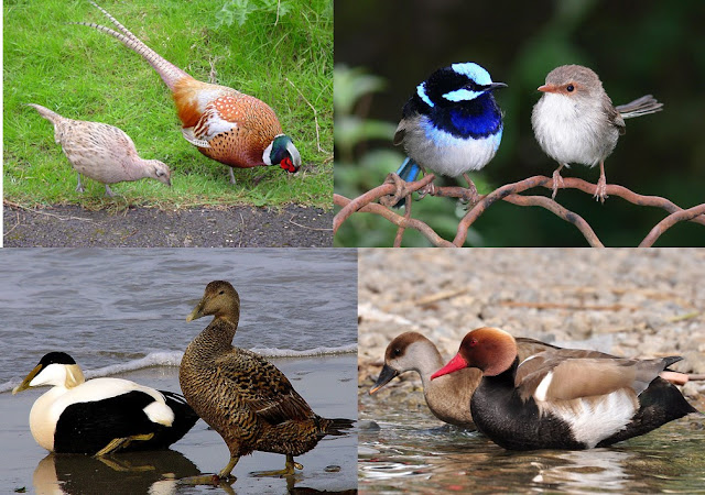 Resultado de imagen de aves dimorfismo sexual