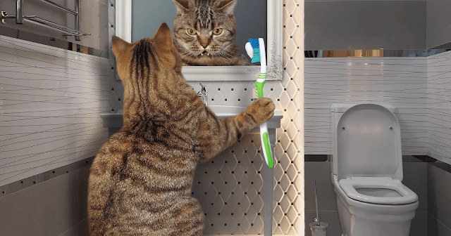 pourquoi-votre-chat-vous-suit-il-aux-toilettes