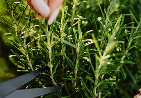 Rosemary: The Fragrant Herb That Enlivens Gardens, Kitchens, and Health
