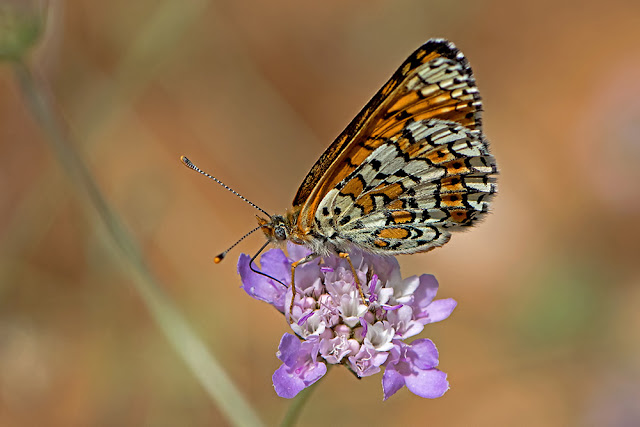 Melitaea cinxia the Glanville Fritillary butterfly