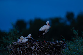 Wildlifefotografie Lippeaue Weißstorch