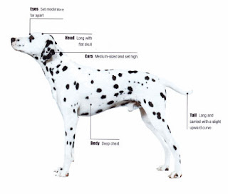 dalmatian dog puppy puppies pets dog hound canine pooch canis bow-wow despicable fellow qen txakurra gos pas hond koer aso koira kutya hundur madra pets huisdieren animaux de compagnie Haustiere de companie husdjur Evcil Hayvan anifeiliaid anwes domace zvali augintiniai alagang hayop domaci zvirata kucni ljubimci animals domestics maskotak anatomy