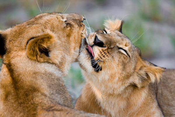 baby lion cubs playing. Cheetah cubs, Lion cubs